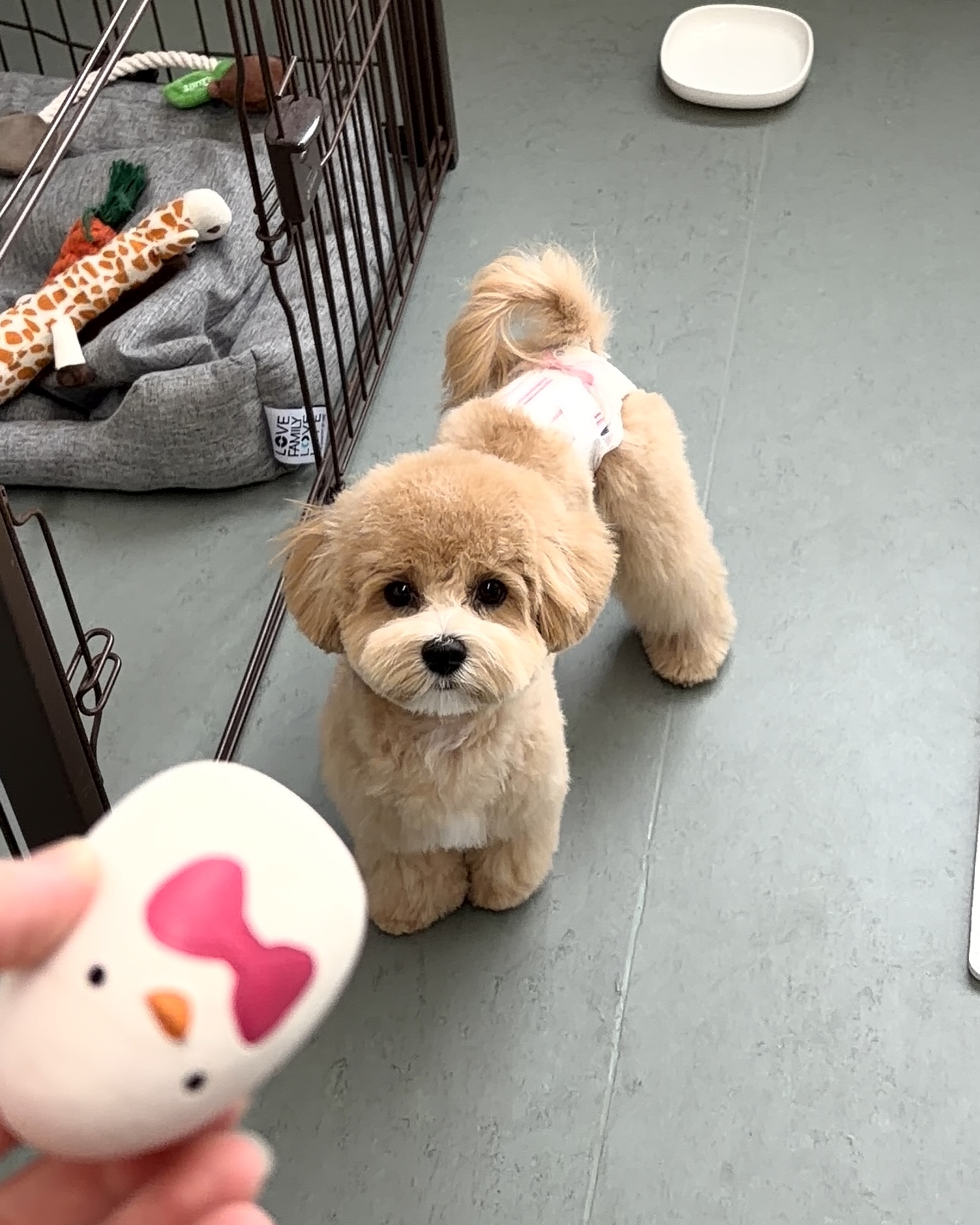 マルプーのトリミング| 長野県須坂市のトリミングサロンならいぬといたち